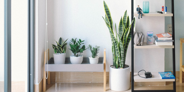 5 ideas de decorar tu hogar con plantas para interiores img mini